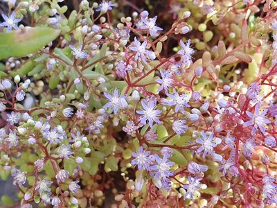 Sedum caeruleum, photographed by Mehdi Chetibi
