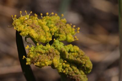 Lomatium triternatum, photographed by Ian Adams