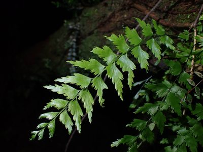Asplenium polyodon, photographed by Saryu Mae 前 朝琉