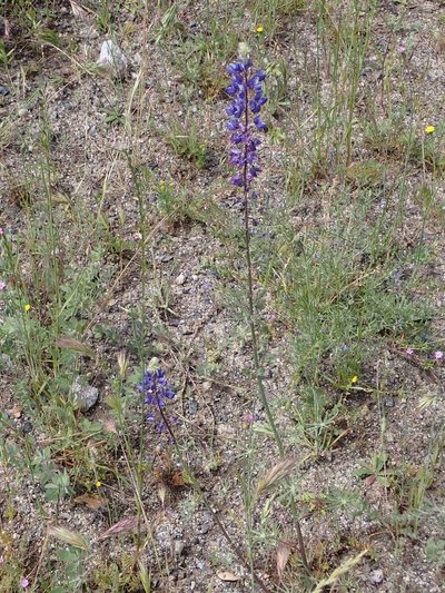 Lupinus benthamii, photographed by Steve Woodward
