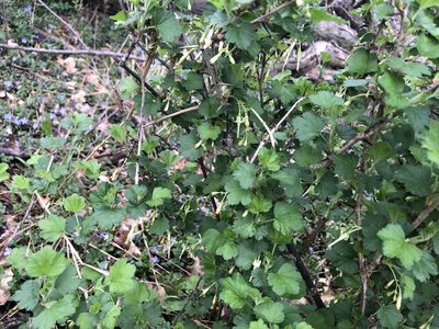 Ribes missouriense, photographed by Mike B
