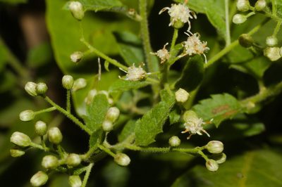 Baccharis anomala, photographed by Fernando Sessegolo
