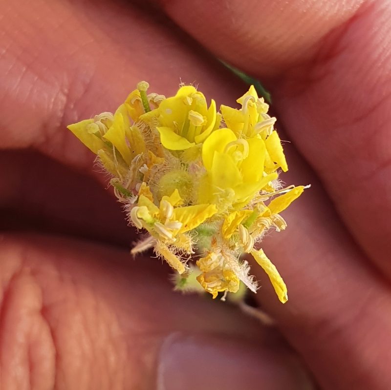 Sinapis pubescens, photographed by Mehdi Chetibi