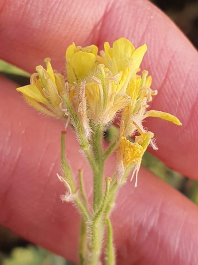 Sinapis pubescens, photographed by Mehdi Chetibi