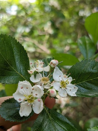 Crataegus tracyi, photographed by Eric Knight