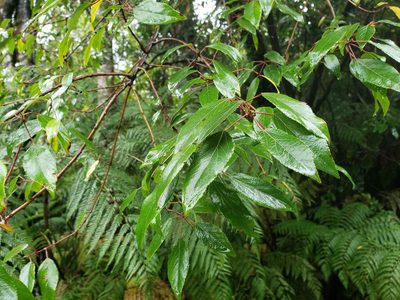 Aristotelia chilensis, photographed by Cesar Ormazabal