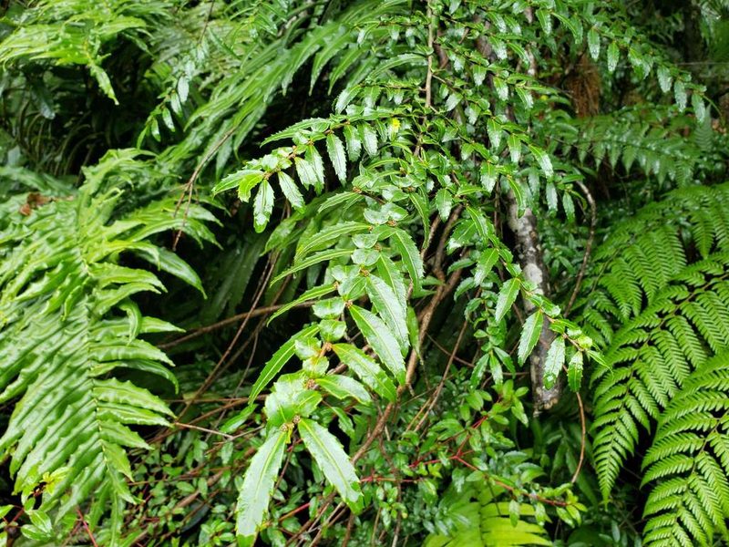 Azara lanceolata, photographed by Cesar Ormazabal
