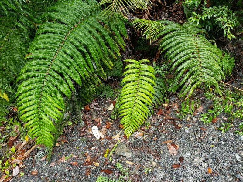 Parablechnum chilense, photographed by Cesar Ormazabal
