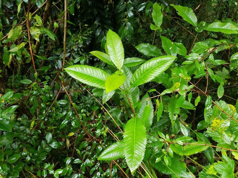Caldcluvia paniculata, photographed by Cesar Ormazabal