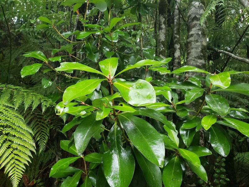 Drimys winteri, photographed by Cesar Ormazabal