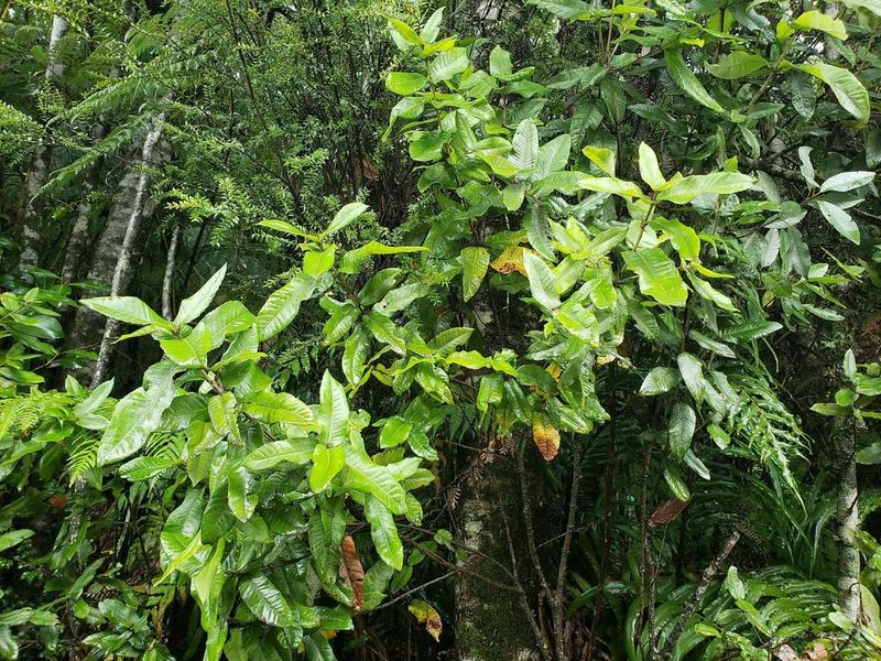Eucryphia cordifolia, photographed by Cesar Ormazabal