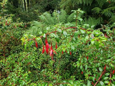 Fuchsia magellanica, photographed by Cesar Ormazabal