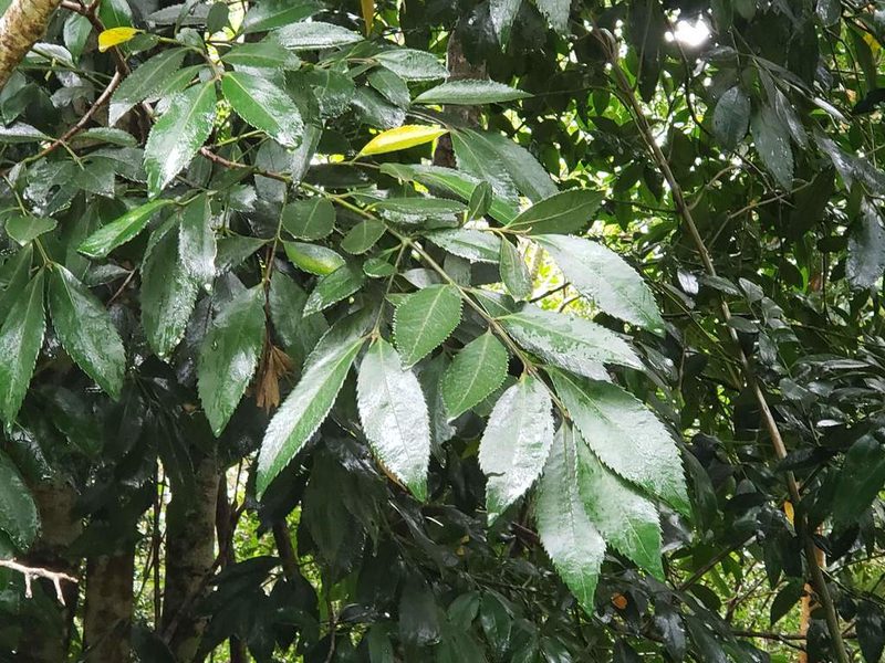 Laureliopsis philippiana, photographed by Cesar Ormazabal