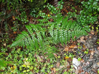 Lomatia ferruginea, photographed by Cesar Ormazabal