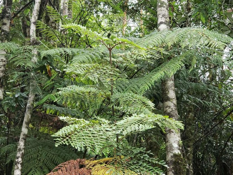 Lomatia ferruginea, photographed by Cesar Ormazabal