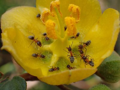 Fremontodendron californicum, photographed by George Williams