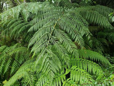 Lophosoria quadripinnata