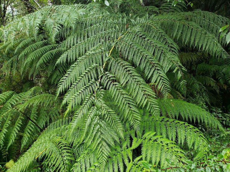 Lophosoria quadripinnata, photographed by Cesar Ormazabal