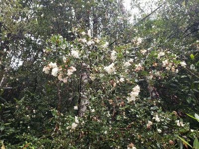 Luma apiculata, photographed by Cesar Ormazabal