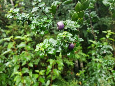 Rhaphithamnus spinosus, photographed by Cesar Ormazabal