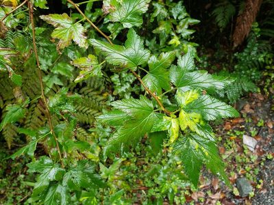 Ribes magellanicum, photographed by Cesar Ormazabal