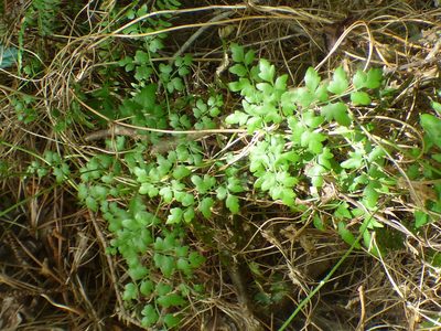 Lygodium japonicum, photographed by kcthetc1