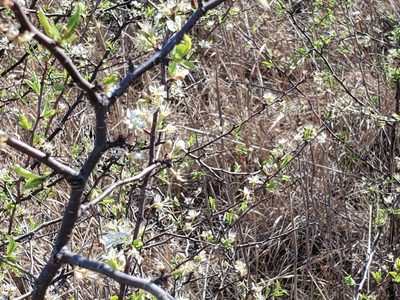 Prunus angustifolia, photographed by Craig Martin