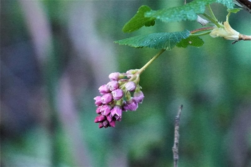 Ribes nevadense, photographed by Steve Woodward