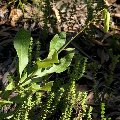 Lomatia ilicifolia, photographed by Max Campbell