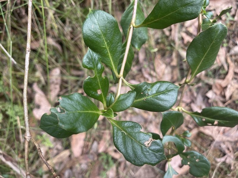 Coprosma hirtella, photographed by Dylan Wishart
