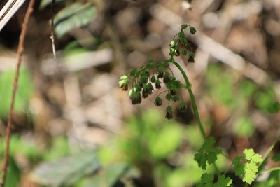 Thalictrum occidentale, photographed by Sean Haight