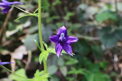 Delphinium trolliifolium