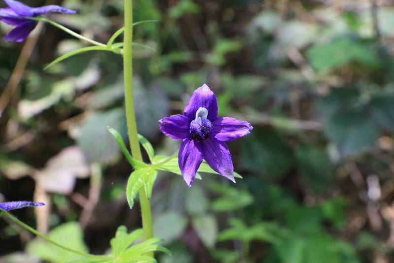Delphinium trolliifolium, photographed by Sean Haight