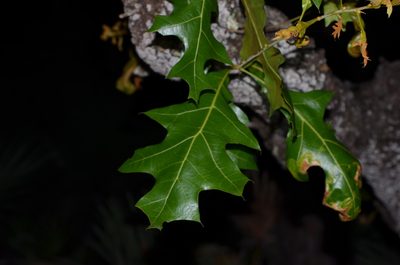 Quercus laevis, photographed by Josiah Londerée