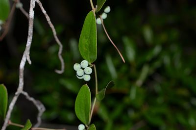 Smilax auriculata, photographed by Josiah Londerée