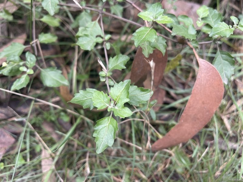 Prostanthera melissifolia, photographed by Dylan Wishart