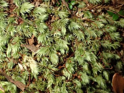 Leucobryum javense, photographed by Saryu Mae 前 朝琉