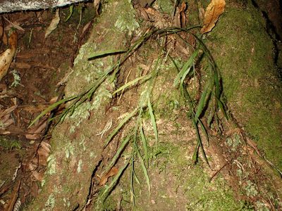 Asplenium flaccidum, photographed by Saryu Mae 前 朝琉