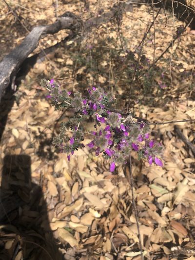 Dalea versicolor, photographed by Katherine Parys
