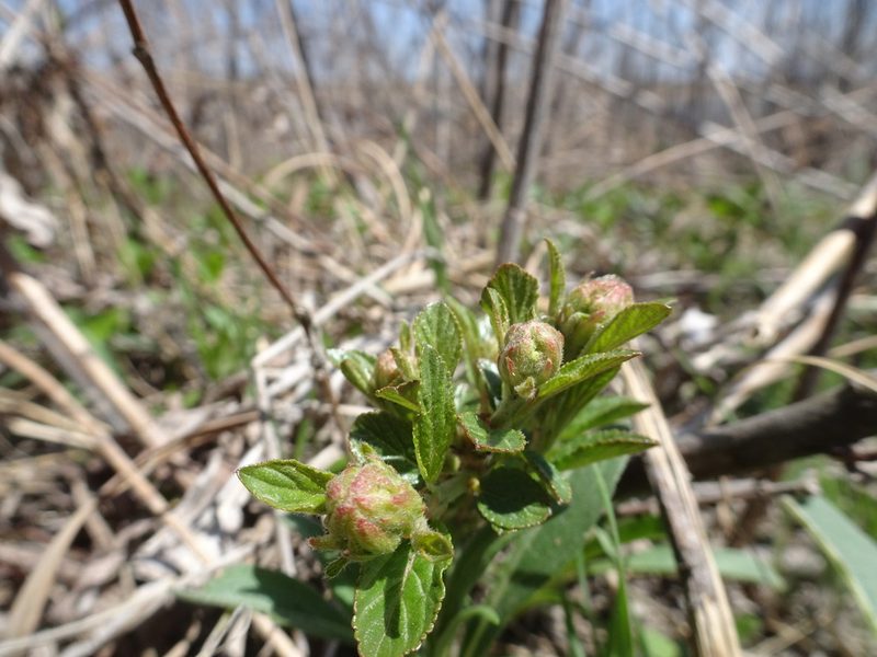 Ceanothus herbaceus, photographed by Thomas Koffel