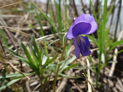 Viola pedatifida, photographed by Thomas Koffel