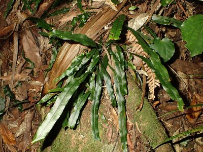 Dendroconche scandens, photographed by Saryu Mae 前 朝琉