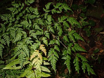 Pteris macilenta, photographed by Saryu Mae 前 朝琉