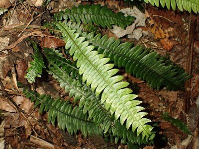 Austroblechnum lanceolatum, photographed by Saryu Mae 前 朝琉