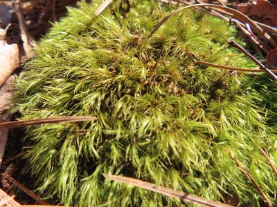 Dicranum scoparium, photographed by Mila C.