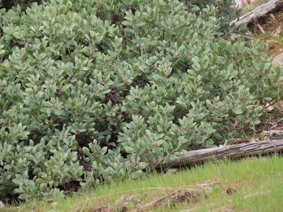 Arctostaphylos columbiana, photographed by Erin Springinotic