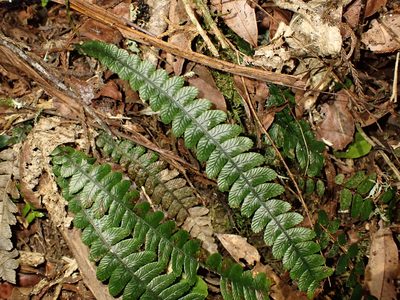 Austroblechnum membranaceum, photographed by Saryu Mae 前 朝琉