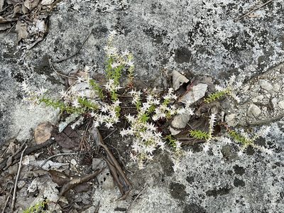 Sedum pulchellum, photographed by Brian Finzel