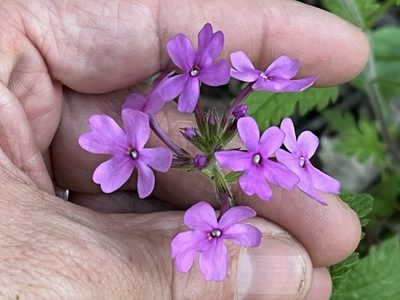 Verbena canadensis, photographed by Brian Finzel