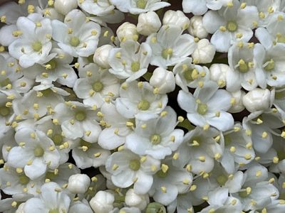 Viburnum rufidulum, photographed by Brian Finzel